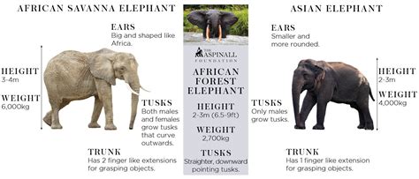 10 fantastic elephant facts you ll never forget