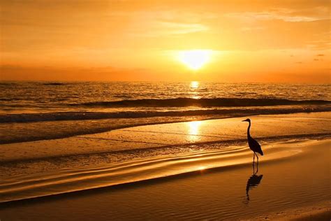 Sunset Gold Photograph By Hh Photography Of Florida Fine Art America