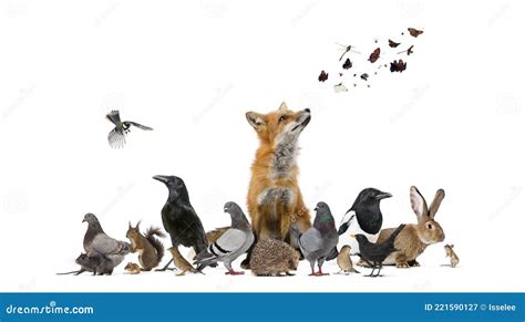 Group Of Many Animals From European Fauna Park And Garden Stock Image