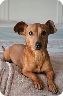 Planning to adopt a pet? Dachshund Mix Puppies For Adoption