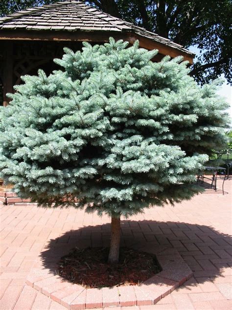 How To Plant A Blue Spruce Keituber