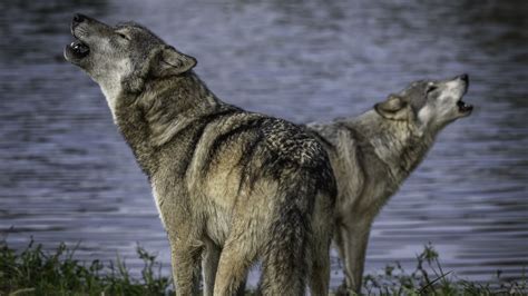 Wolves Returned To Isle Royale Five Years Ago And Theyre Thriving