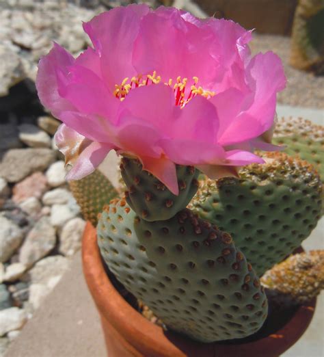 How To Get Your Potted Cacti To Bloom