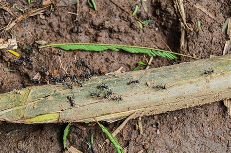 Black Crazy Ants Austin Pest Control Magic Pest And Lawn Austin Tx