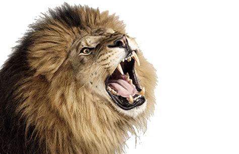 PNG Lion Head Roaring Transparent Lion Head Roaring.PNG Images. | PlusPNG png image