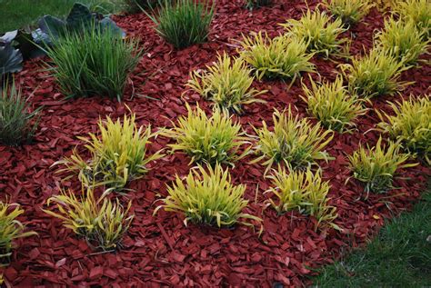 Red mulch, black mulch, brown mulch… aren't they all the same? Dyed Mulch Vs. Regular Mulch: Using Colored Mulch In Gardens