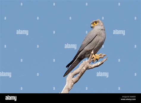 Grey Kestrel Hi Res Stock Photography And Images Alamy