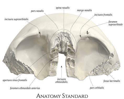 Anatomy Standard Drawing Frontal Bone Inferior View Latin Labels