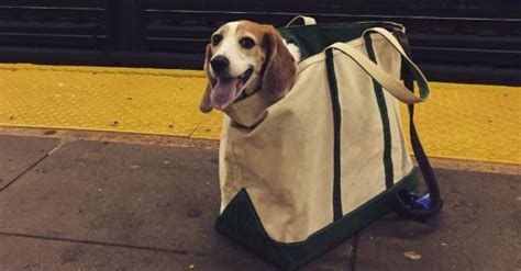 Dogs On The Nyc Subway Need To Fit In Bags — These Photos Show How Pup