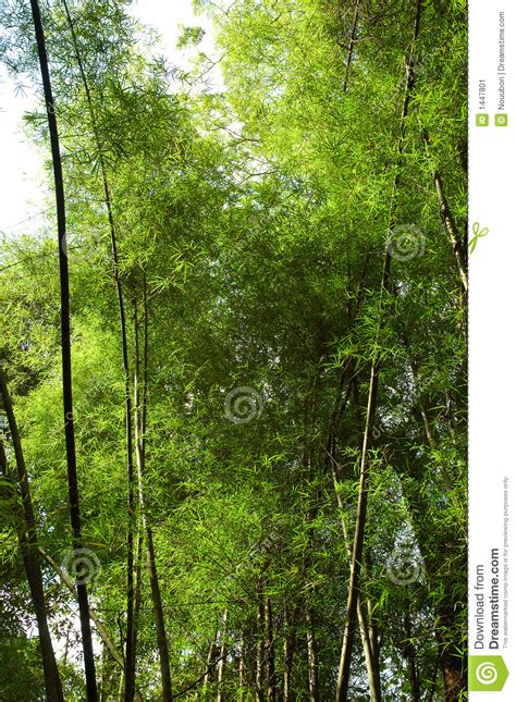 Grandes Tiges En Bambou Image Stock Image Du Arbres 1447801