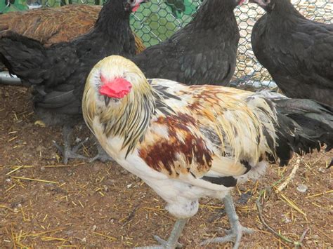 Diffences Between Ees Ameraucanas And Araucanas Page Backyard Chickens Learn How To