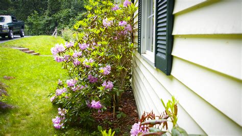 How Close To House To Plant Shrubs Land Designs Unlimited Llc