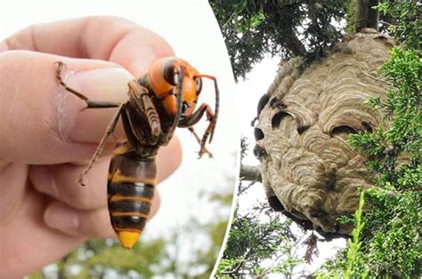 Thousands of angry hornets swarmed around an exterminator destroying a massive hornet's nest in his family's shed, according to a video. Giant Asian hornet invasion terror as Britain's first ...