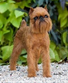 Find out more about their history and whether they make good family pets. 1000+ images about Brussels griffons on Pinterest ...