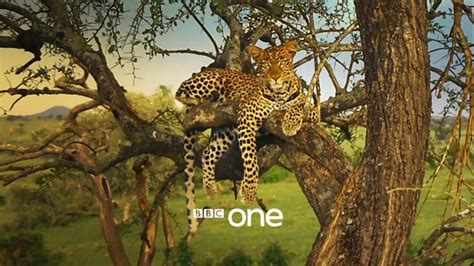 bbc one serengeti series 1 trailer serengeti