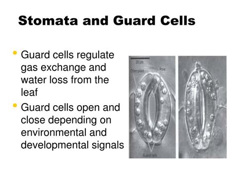 Plants structure and function of guard cells. PPT - Plant Structure and Function - Leaves PowerPoint ...