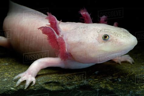 Ajolote Poligonal Axolotl Mexican Salamandra Fantasy Vrogue Co