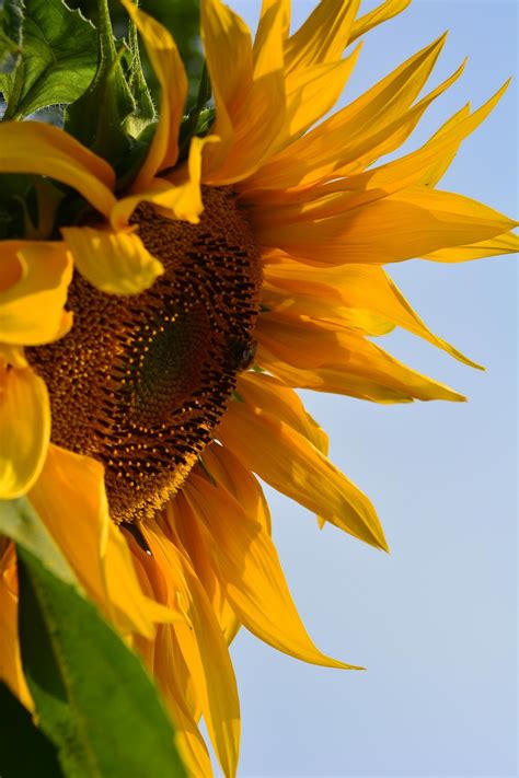 Sunflower Free Stock Photo Public Domain Pictures