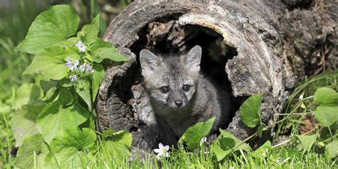 Baby Gray Foxes Nearly Orphaned by "Humane" Trap | HuffPost