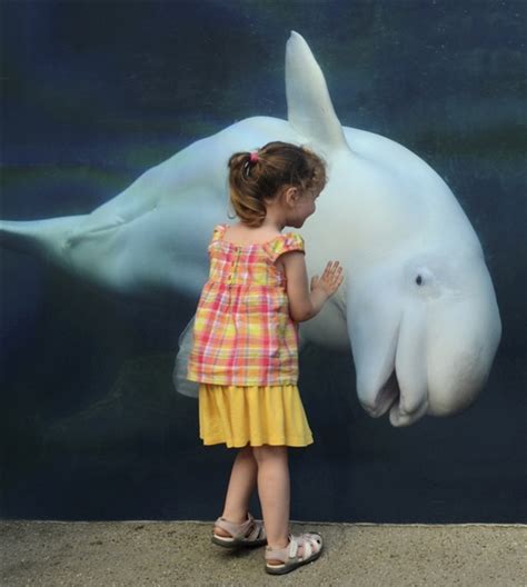 White Wolf Beluga Whale Appears To Swallow Girl Photos