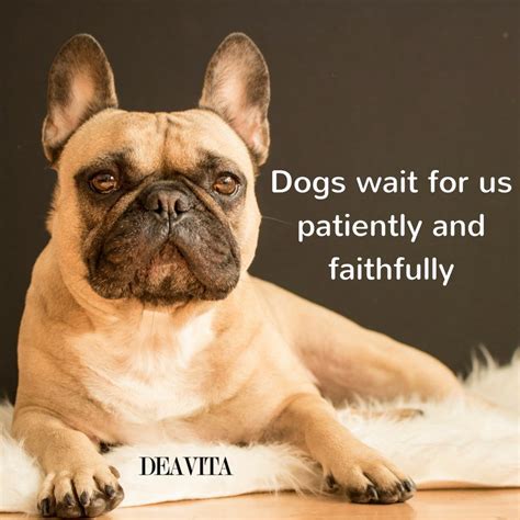 We're doing our best to make sure our content is useful, accurate and safe. 30 Dog quotes and sayings about man's best friend
