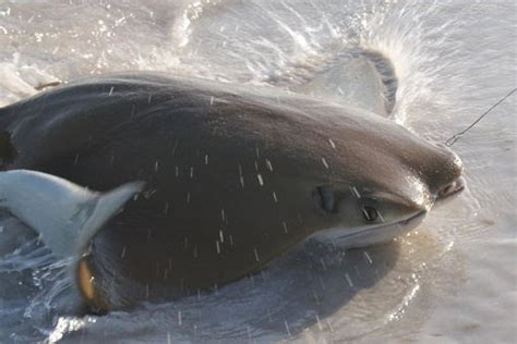 Also unlike the stingray, the manta ray does not have a stinging spine on the end of its tail. Just a Glimpse: Look Closely