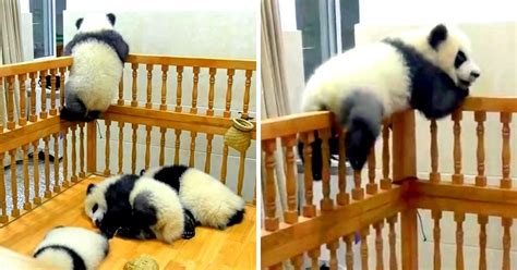 Chubby Baby Panda Tries Escaping His Crib During Naptime Comically