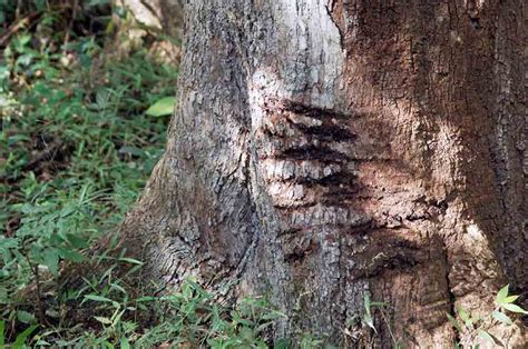 Asiaphotostock Tiger Claw Marks
