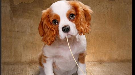 Puppy Eyes Cute Animals 1080p Dog Animals Dogs Puppies Pets