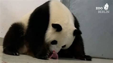A Zoo In Berlin Is Celebrating The Arrival Of Two Panda Cubs The First