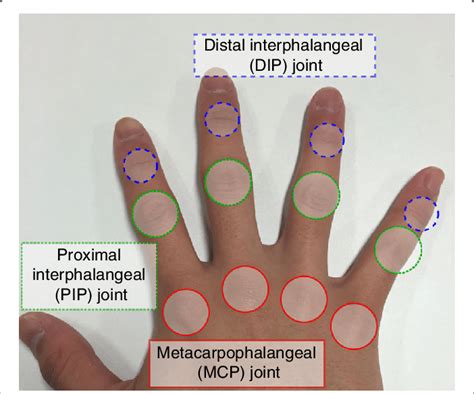 Fig 1 A Taxonomy Of Finger Knuckle Joints Blue Colored Circles