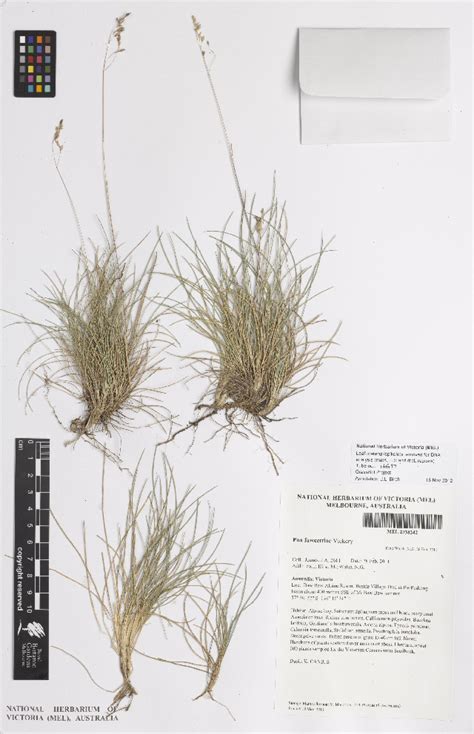 Bold Systems Taxonomy Browser Poa Fawcettiae Species