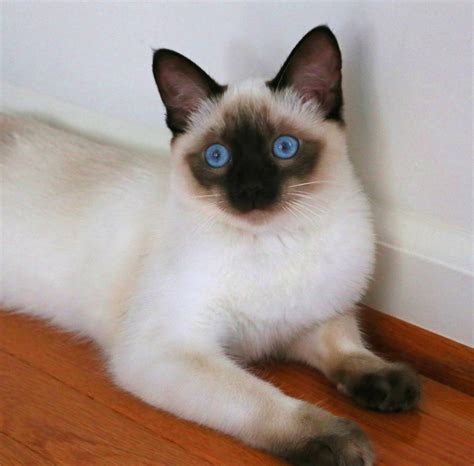 Heres What Industry Insiders Say About Balinese Kittens For Sale