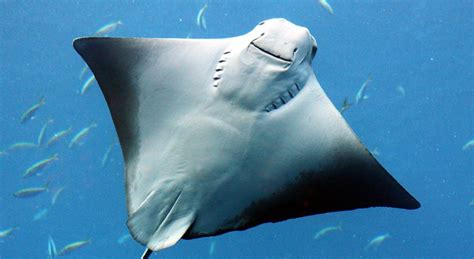 Anda tinggal memilih gambar yang diinginkan, lalu save as dikomputer anda, selanjutnya anda bisa print gambar tersebut untuk belajar mewarnai. Cara Menggambar Hewan Darat Dan Laut