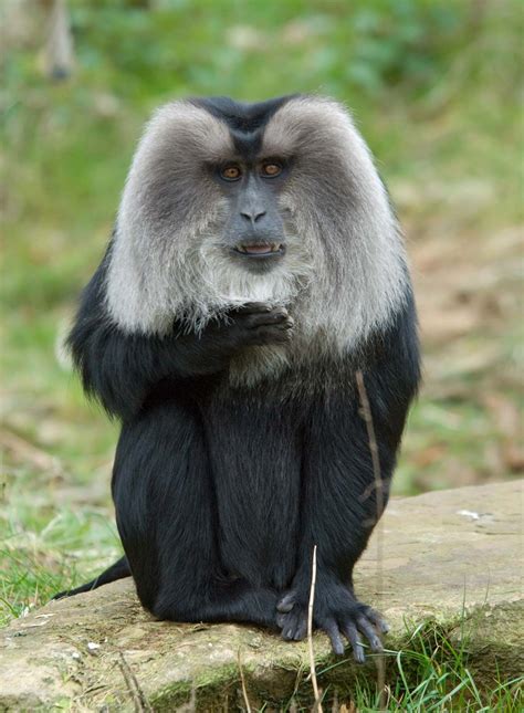 Liontail Macaque Primate Britannica