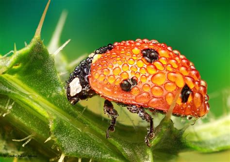 Insects Nature Macro Drops Ladybug Wallpapers Hd Desktop And
