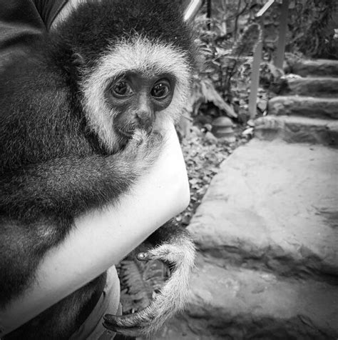 Premium Photo Close Up Of Monkey Looking Away