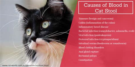 Blood In Feline Stool Causes And Treatments Celestialpets