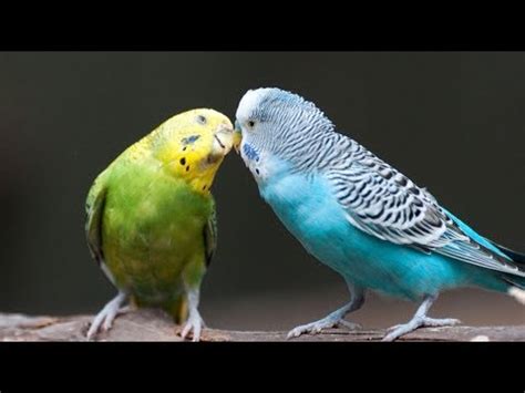 Many Ways To Tell Sex Of Budgie Parakeet YouTube