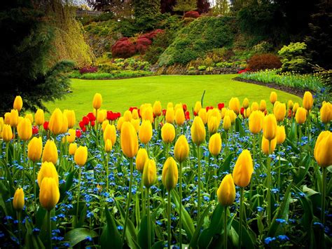 Gelbe Tulpen Im Garten Hd Desktop Hintergrund Widescreen High