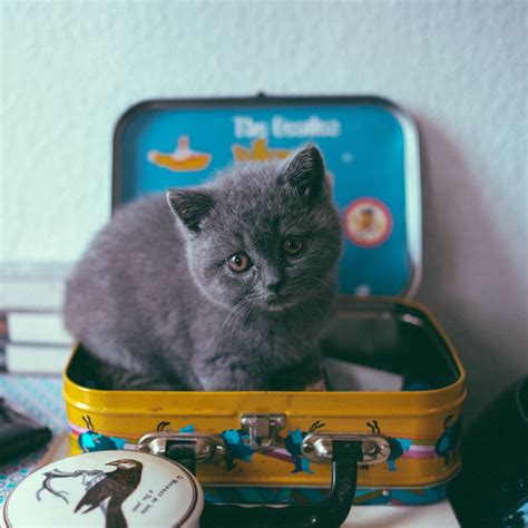 Download Wallpaper 1280x1280 Kitten Cat Suitcase Cute