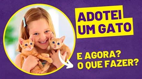 Adotei Um Gato E Agora O Que Fazer Veja Os Primeiros Passos Youtube