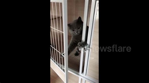 Guilty Cat Locks Itself Back After Seeing Owner During Cage Break Youtube