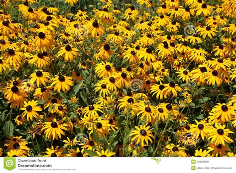 Scarica questa immagine gratuita di fiori margherite gialle dalla vasta libreria di pixabay di immagini e video di pubblico dominio. Fioriture Di Margherite Gialle Fotografia Stock - Immagine ...