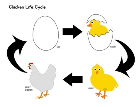 Chicken Life Cycle Malmesbury Primary School
