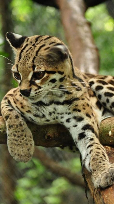 Asian Leopard Cats Cats That Look Like Leopards Fallinpets