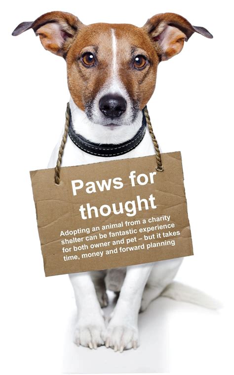 .rescued animal make the best pets. Top tips on adopting a pet from a rescue shelter | Best ...