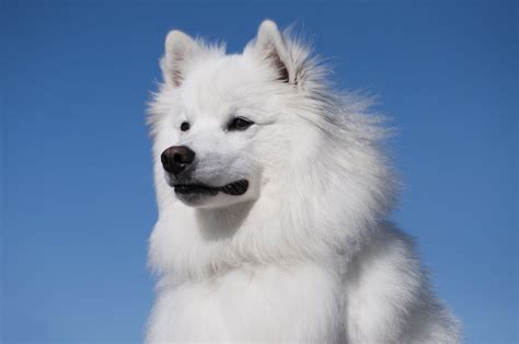Why Do Japanese Dog Breeds Look Like Foxes