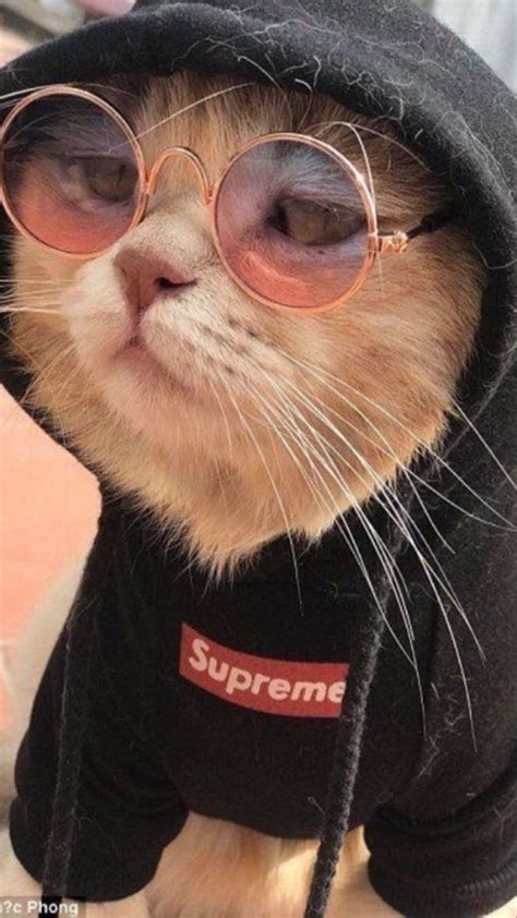 Cat In Supreme Hoodie Wallpaper