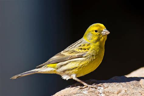 Where To See Wild Canaries In Gran Canaria